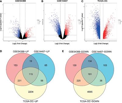 Identification of Novel Drug Candidate for Epithelial Ovarian Cancer via In Silico Investigation and In Vitro Validation